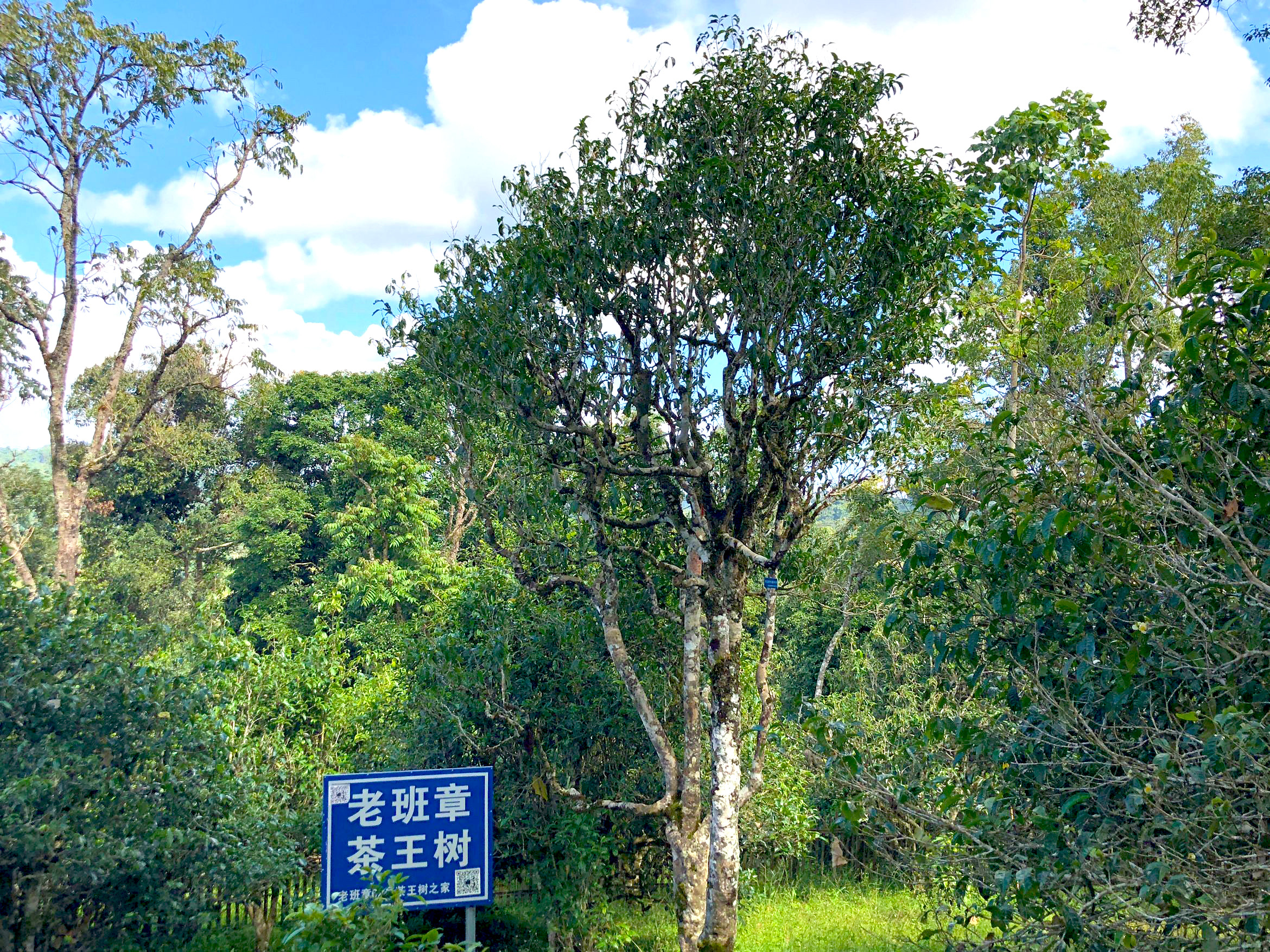 多老才算古树茶？普洱古树茶好在哪？这条认知误区，戳穿古树茶的“谎言”